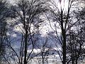 Bare trees, near Wright Village, Armidale DSC00675